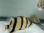 Thai Tiger Fish