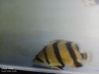 Thai Tiger Fish