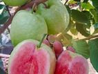 Thailand Mango