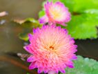 Tropical Water Lily