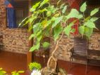 Thalawathugoda 19.5 Perch Land with a Beautiful 4 Bedroom House for Sale