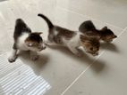 Kittens for Kind Home