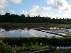 Thalawathugoda - paddy field facing land for sale (14p)