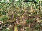 Thanamalwila : 22 Acers Banana Plantation Land for Sale