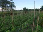 Thanamalwila : 50 Acres Agriculture Land for Sale in Balaharuwa