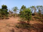 Thangalla Land for Sale