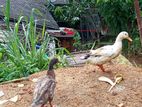 Farm Ducks