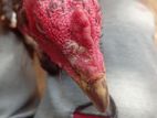 Rooster