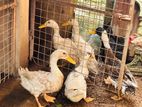 Ducks
