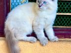 Himaliayn Cat