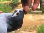 Pigeons