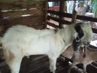 Yamunapare Goats