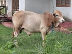 Farm Cow