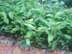 Tea Plants