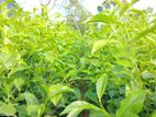 Tea Plant