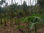 THE VALUABLE LAND WITH OLD HOUSE FOR SALE IN POLGASOWITA