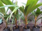 Thebili Coconut Plants