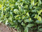 Tea Plants