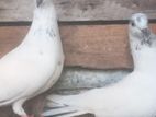 Timing Pigeon