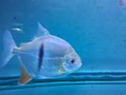 Thin-Bar Silver Dollar Fish