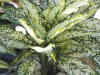Dieffenbachia Plant