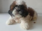 Shih Tzu Male Puppy