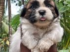 Shih Tzu Male Puppy