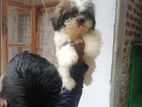 Shih Tzu Puppies