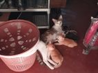 Three Kittens for A Kind Home