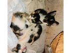 Three Kittens for A Kind Home