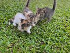 Three Kittens for Kind Home