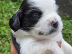 Tibetan Terrier Puppy