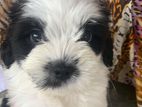 Tibetan Terrier Puppy