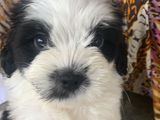 Tibetan Terrier Puppy