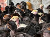 Three Weeks Old Chicks