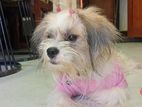 Tibatian Shihtzu