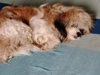 Tibetan Shih Tzu MIx Puppies