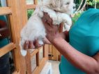 Tibatian Terrier Puppies For Sale