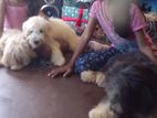 Tibbetan Terrier Puppy