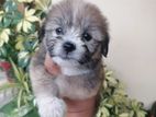 Tibbetian Terrier Puppies