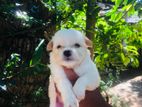 Tibetan Terrier Puppies