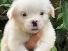 Tibetan Terrier Puppies