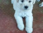 Tiberton Terrier Puppy