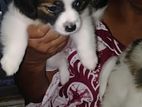 Terrier Puppy