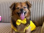 Tibetan Spaniel Male for Crossing
