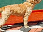 Tibetan Terrier