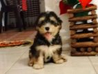 Tibetan Terier Female Puppy