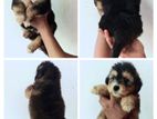 Tibetan Terrier Puppies