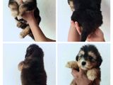 Tibetan Terrier Puppies