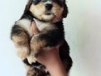 Tibetan Terrier Puppies